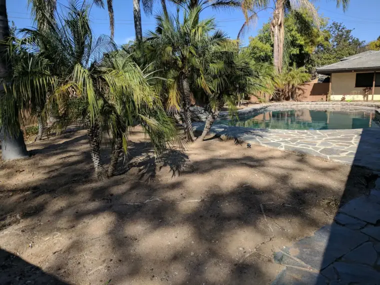 Palm trees beside a pool in a sunlit backyard with stone patio.