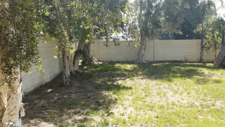 Backyard with grass and olive trees against a concrete wall in sunny daylight.
